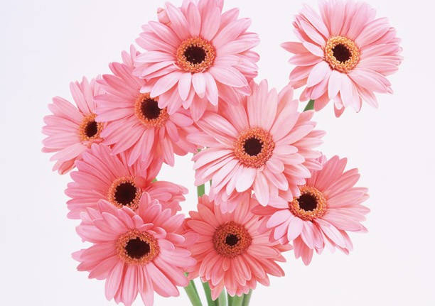 鲜花在家居风水中有啥作用 五行属金选择颜色与对应的方位风水有讲究